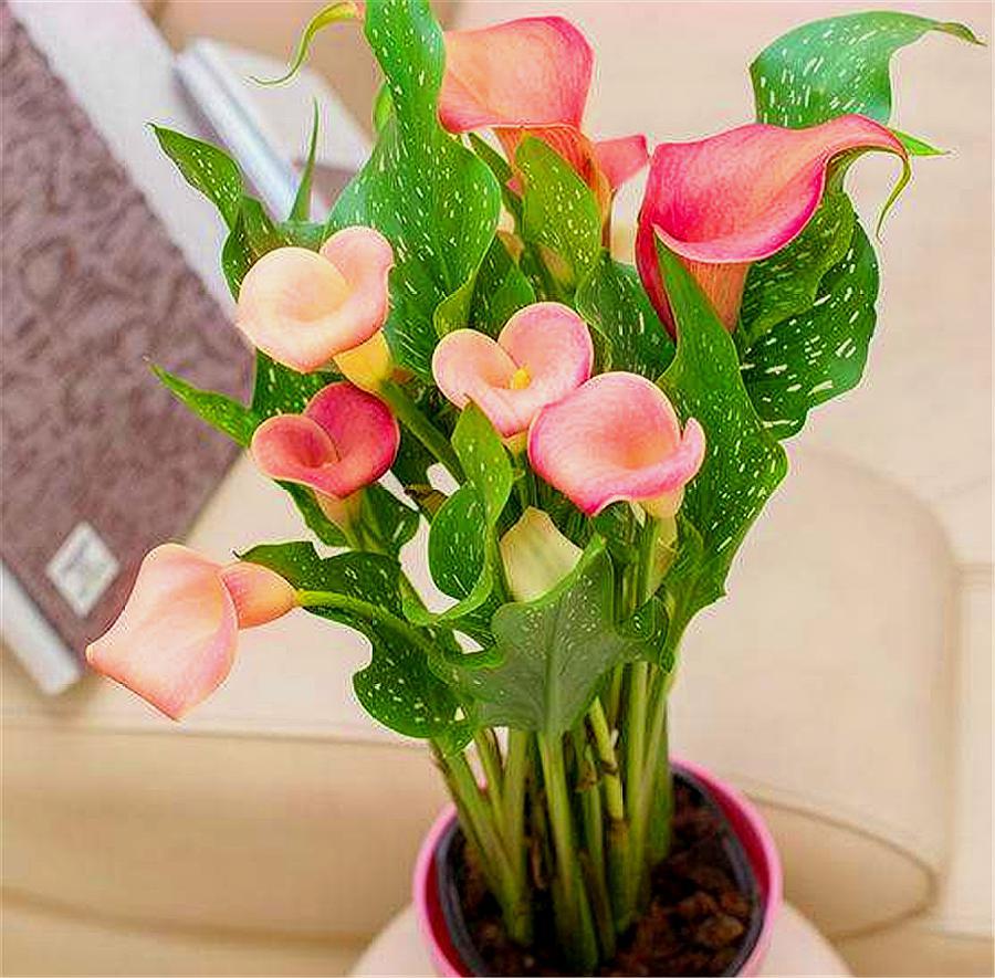 马蹄莲怎么养护什么时候开花,马蹄莲如何养护开花多