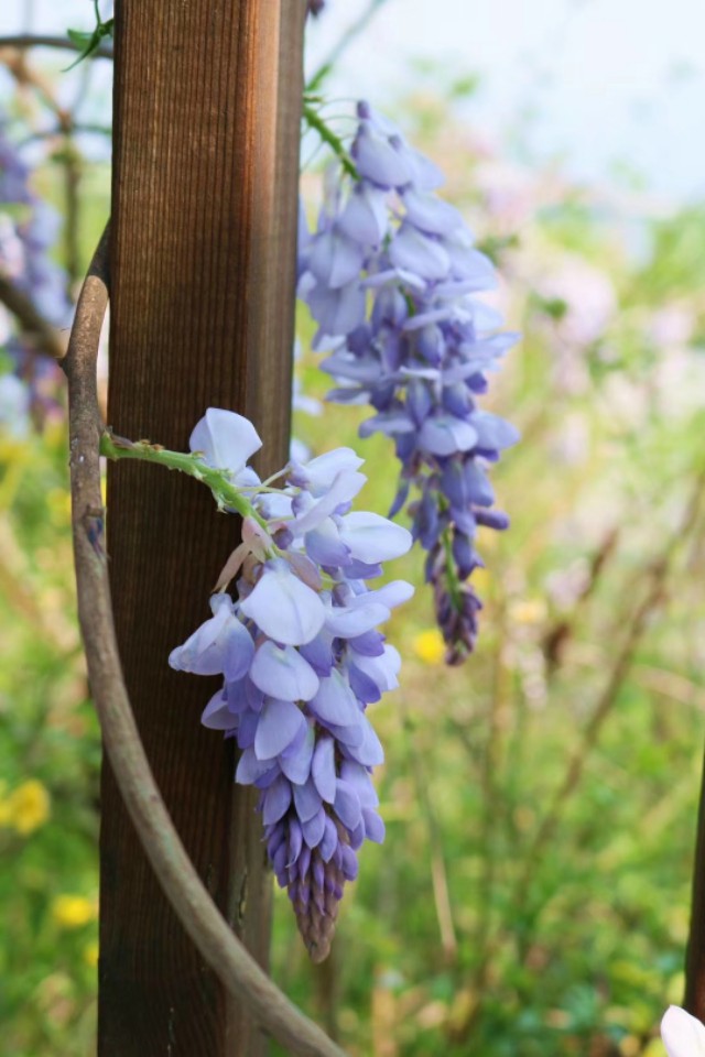 七绝紫玫瑰,七绝紫荷