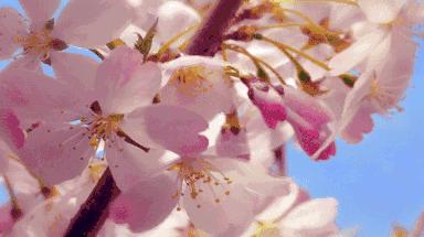 天津桃花堤赏花时间2021,天津桃花堤桃花什么时间开花