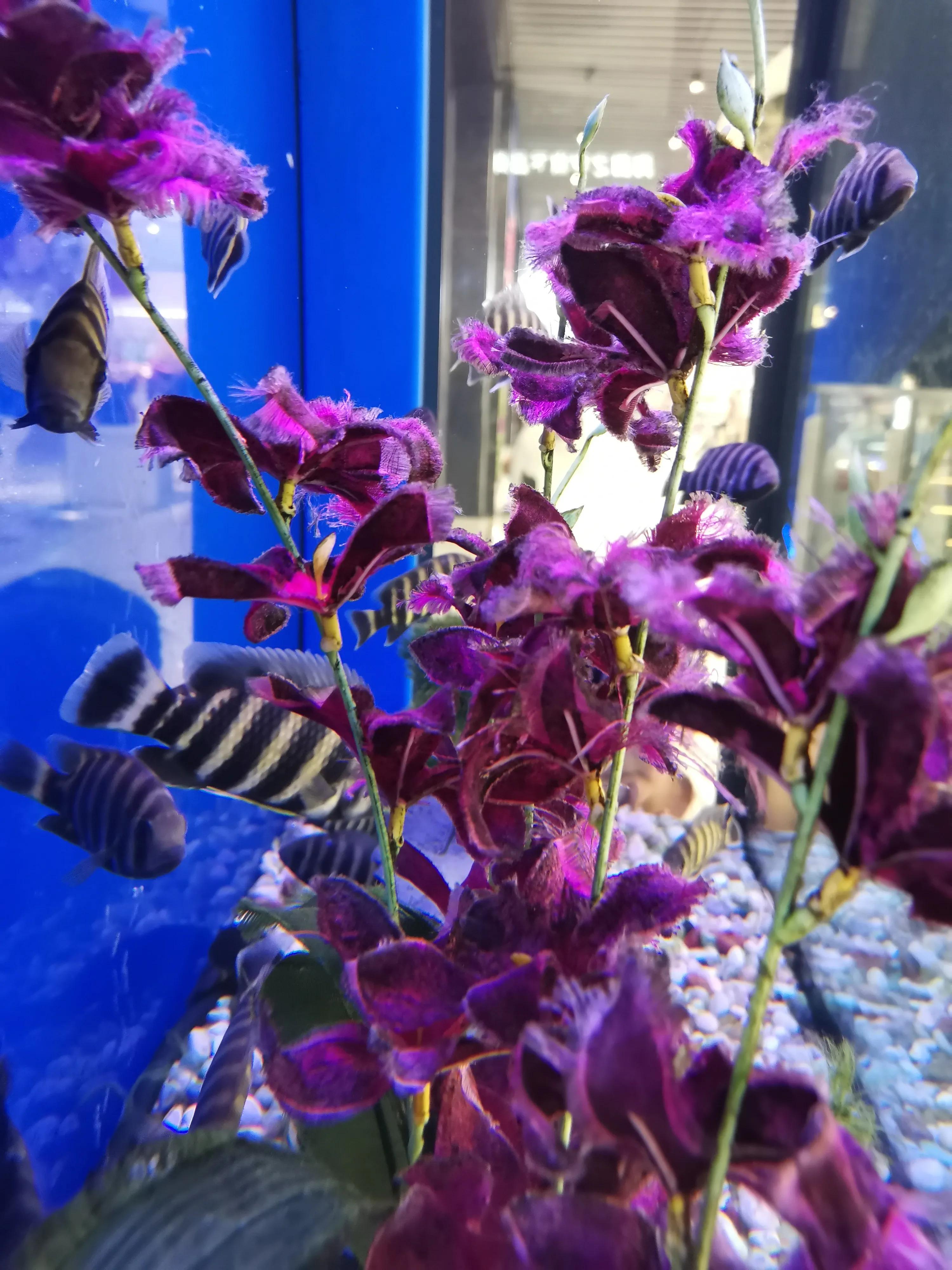 什么样的鱼叫财神鱼,世界上最奇怪的淡水鱼是什么鱼