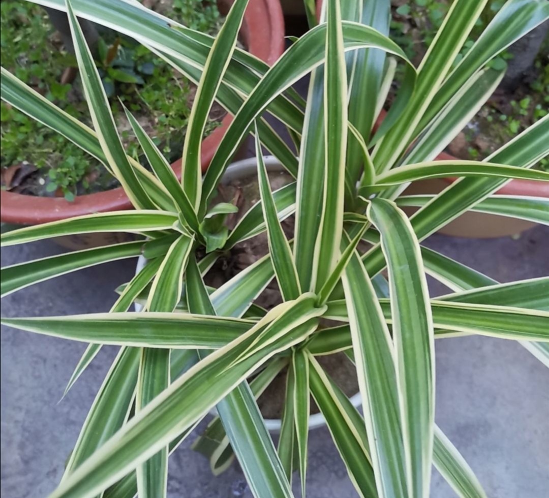 用淘米水浇花会怎么样,淘米水加白醋加糖养花正确方法