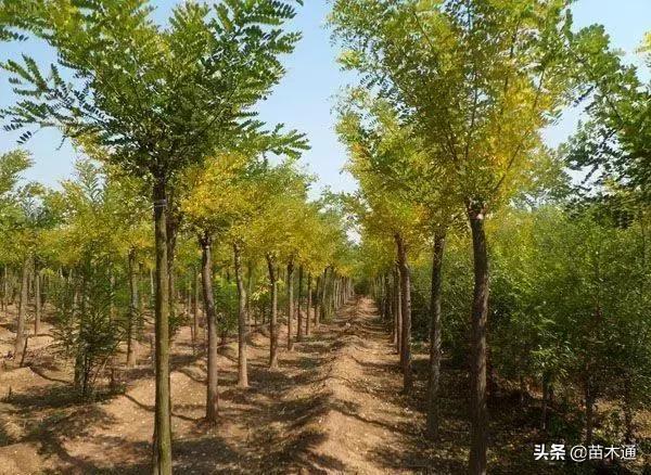 金叶国槐前景怎么样,国槐树5年后有前景吗