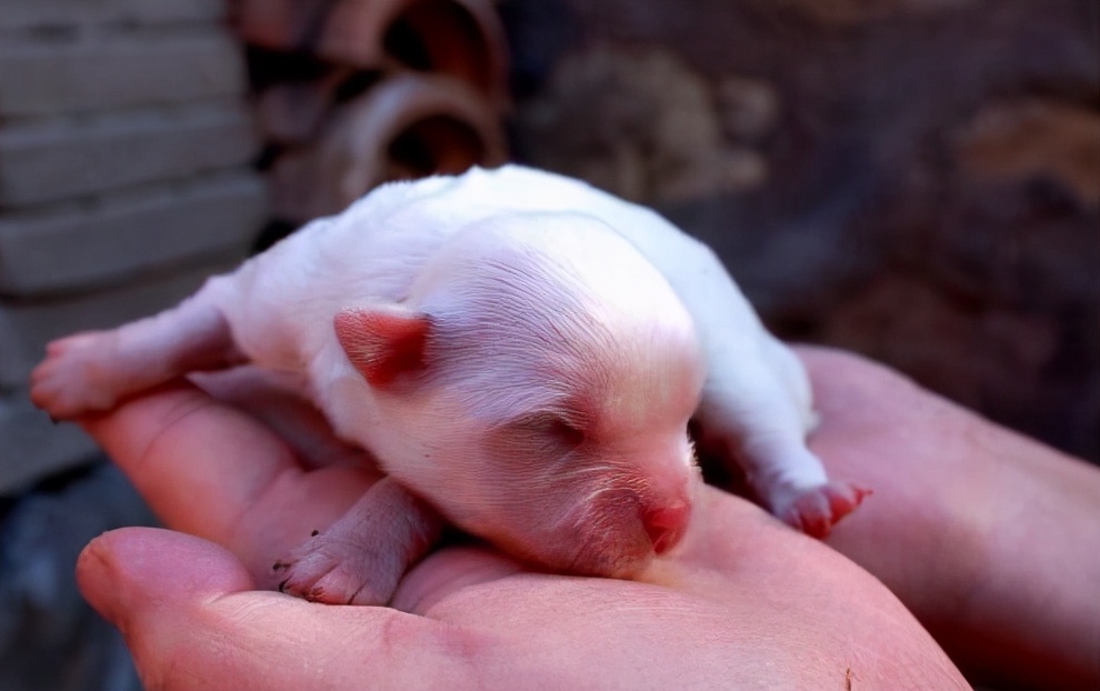什么原因母狗会吃掉自己的孩子,母狗会不会吃自己的孩子