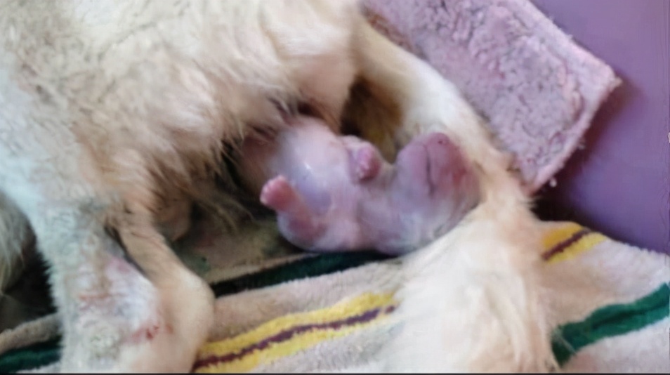 如何在家给狗狗测血糖,如何在家给狗狗接生