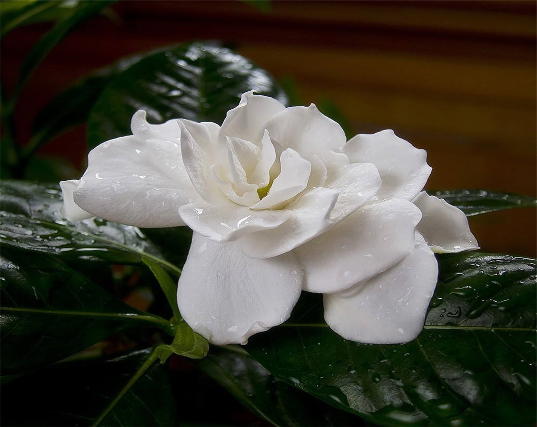 栀子花叶子长虫子怎么办,栀子花的叶子发蔫要怎么解救