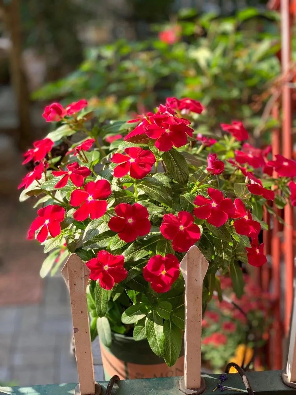 “开花机器”长春花冬天有“5怕”，避开了才能越养越精神