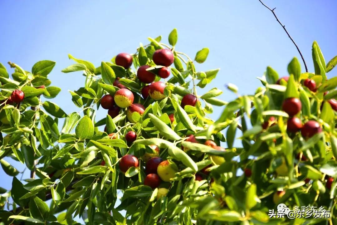 东乡县唐汪镇杏花果脯厂,临夏东乡唐汪镇