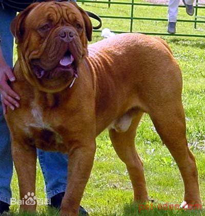 宠物狗大全免费观看,什么狗最好养又听话又聪明大型犬