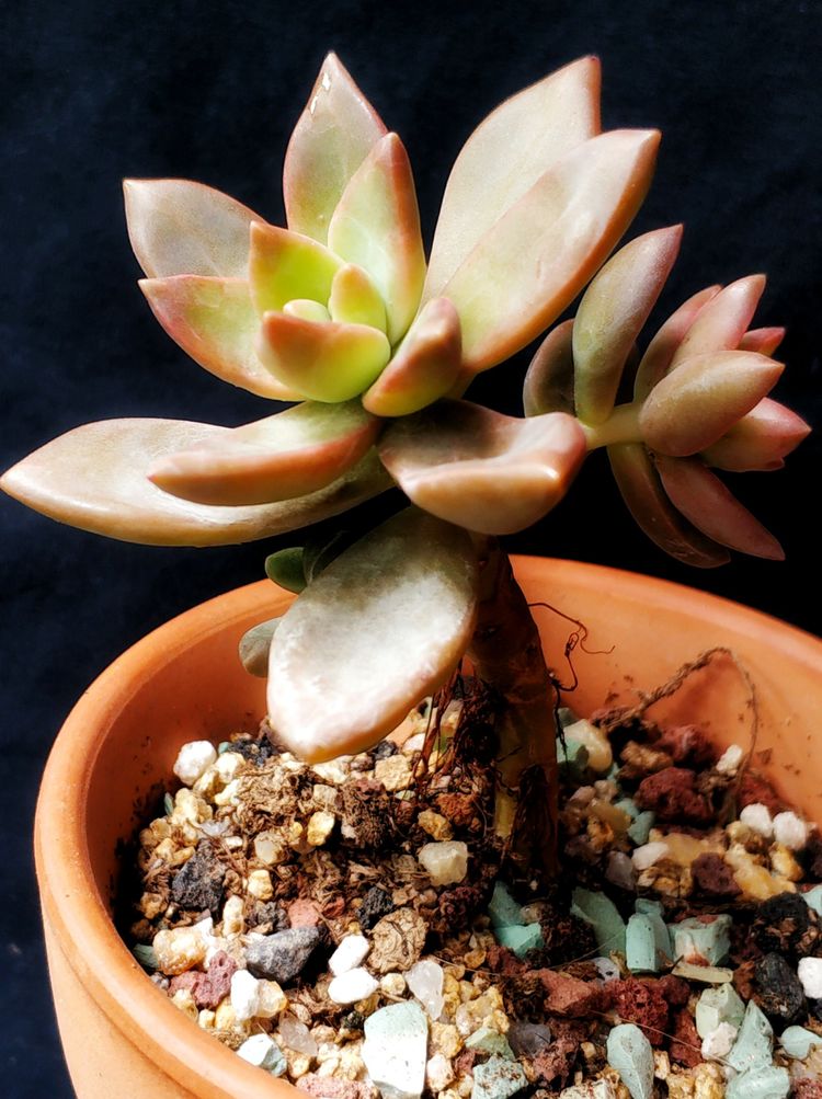 记录多肉长大的全过程,记录所有多肉成长过程