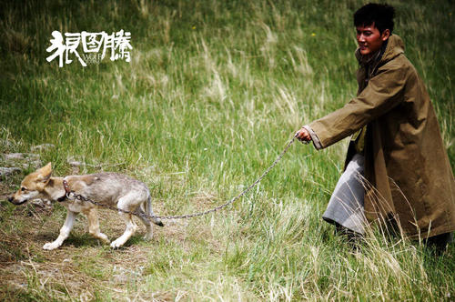 狼图腾巨大争议,狼图腾电影深度解析