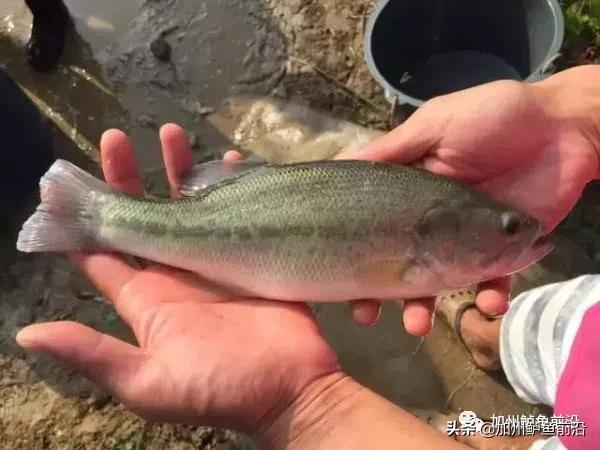 加州鲈鱼养殖温度,加州鲈气温