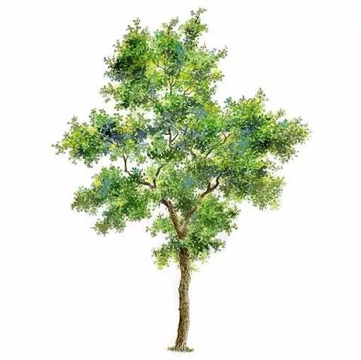 十种不同树叶的画法,五种不同树木的画法简单的
