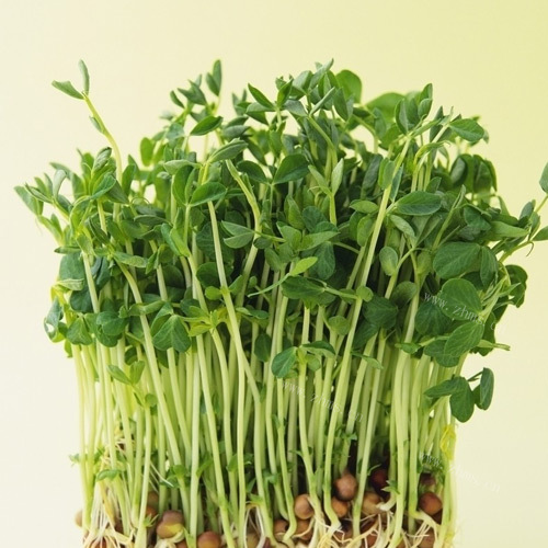 农村新鲜的蔬菜有哪些,哪些菜发芽了可以吃