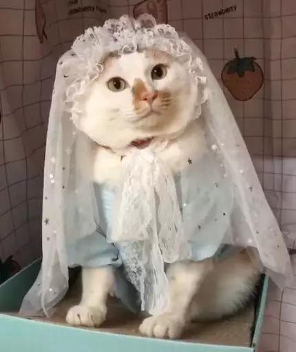 可可爱爱的猫狗,可可爱爱的流浪猫咪