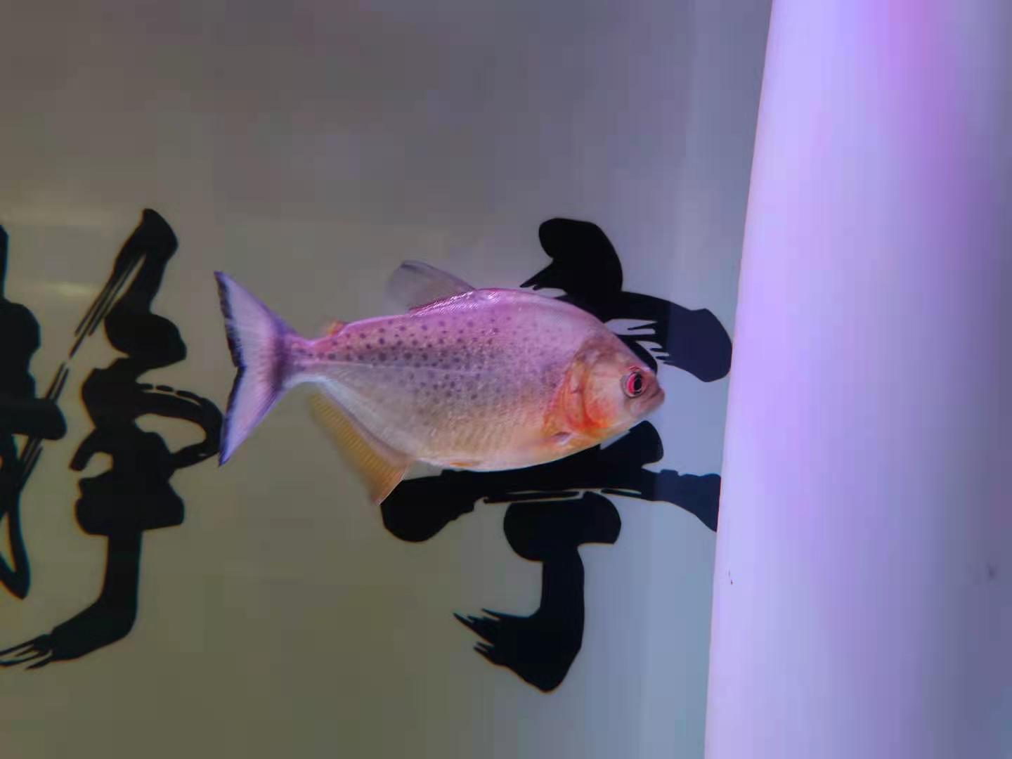 硝化细菌跟盐有冲突吗,关于鱼缸硝化细菌的问题