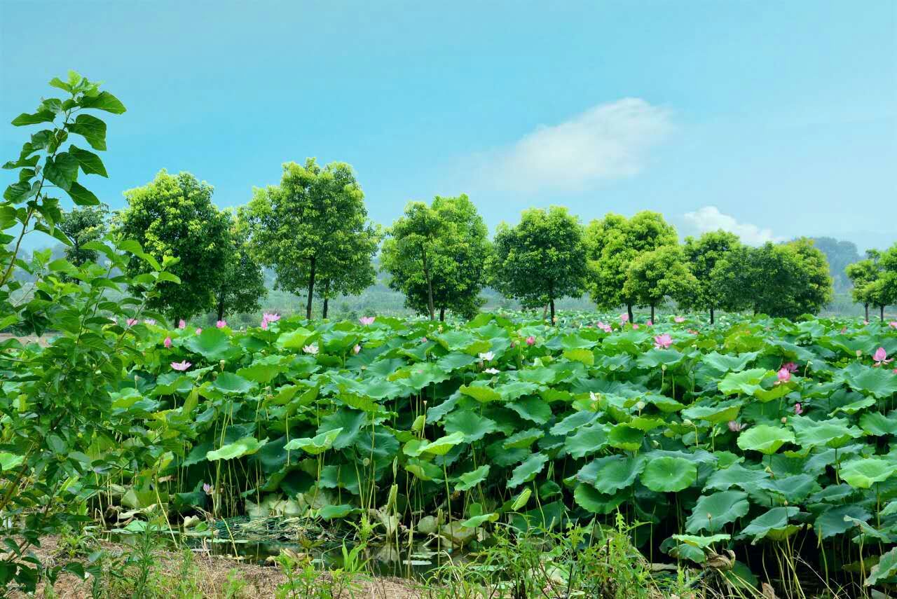 摩友一起骑行的视频,与摩友一起川藏