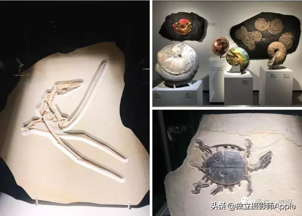 喂鳄鱼、看篮球比赛和太空中心的好玩休斯顿