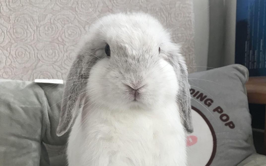青紫蓝兔和新西兰兔会是什么颜色,青紫蓝兔什么特点