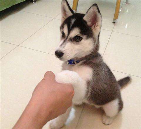 养狗新手入门必备知识,养狗知识大百科入门篇