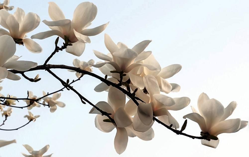 盘点世界各国国花你最喜欢哪种,盘点各国国花