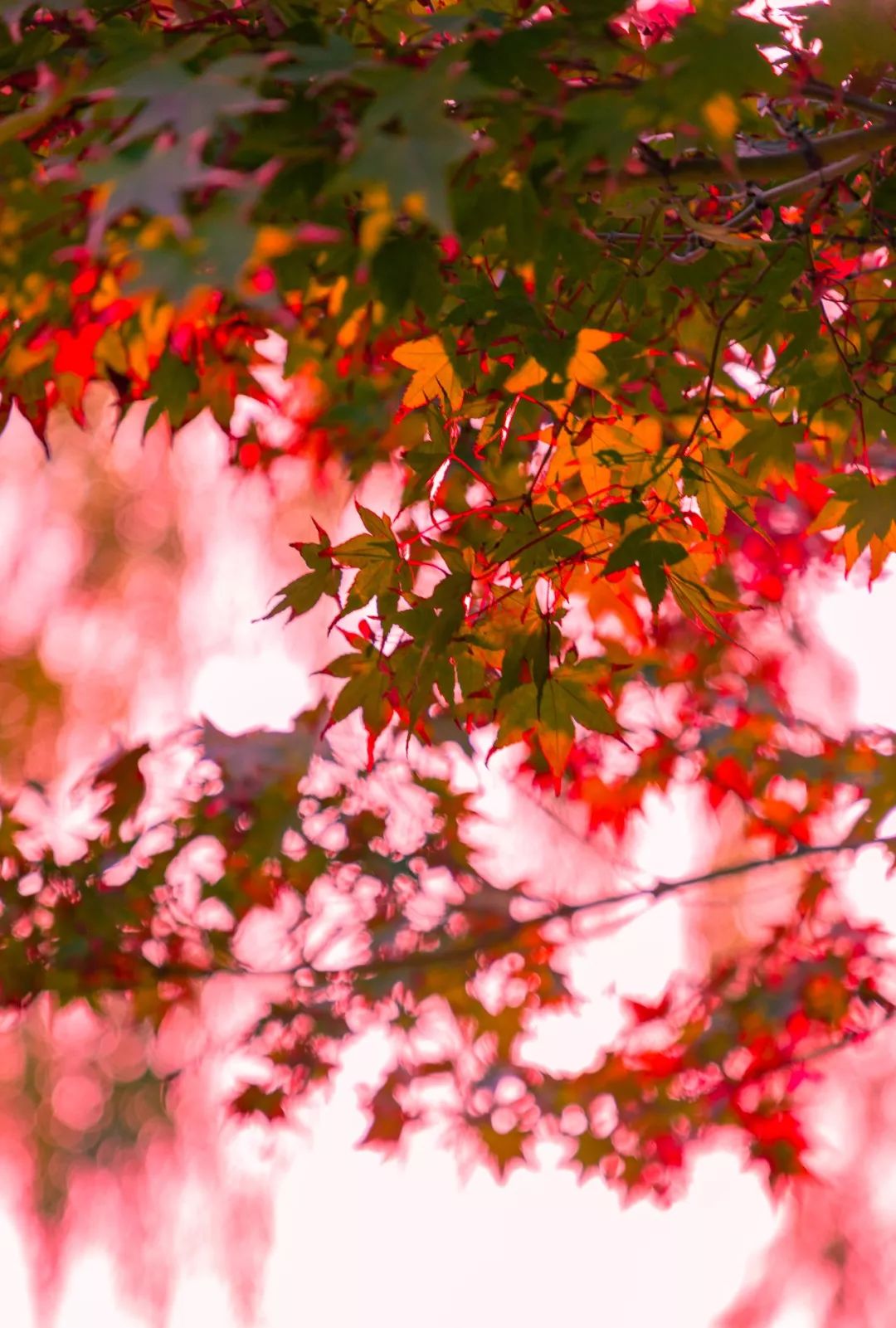 童话小镇在哪里,山东梦幻童话小镇在哪里