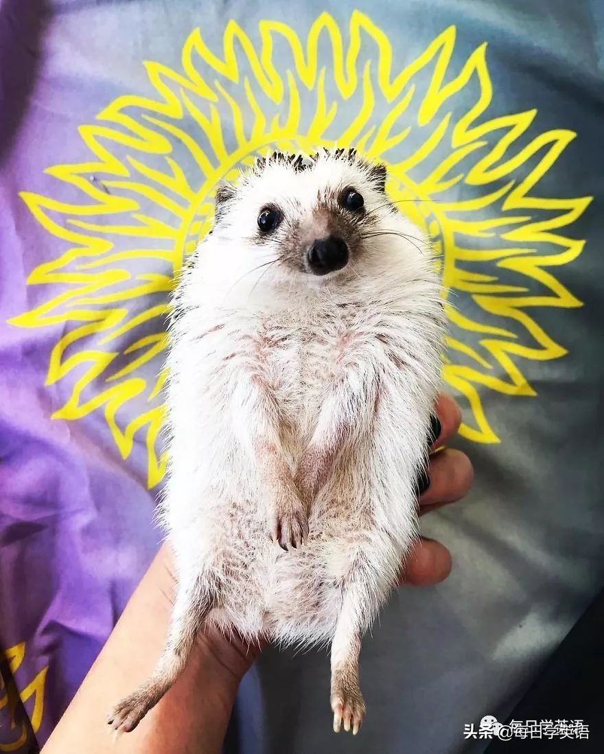 别总是云吸猫了，换一波小刺猬试试~
