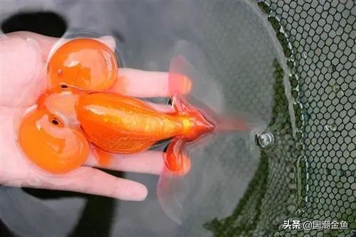 最有特色的金鱼,传统老三样金鱼