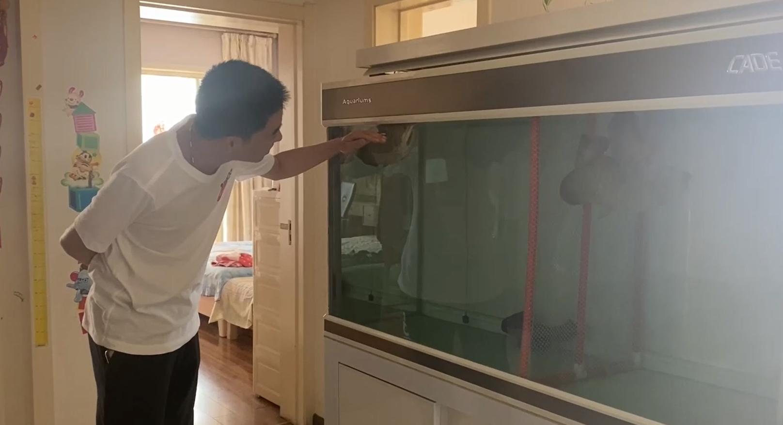 重磅|国内缸内金龙鱼繁殖重大突破,附65天跟踪记录