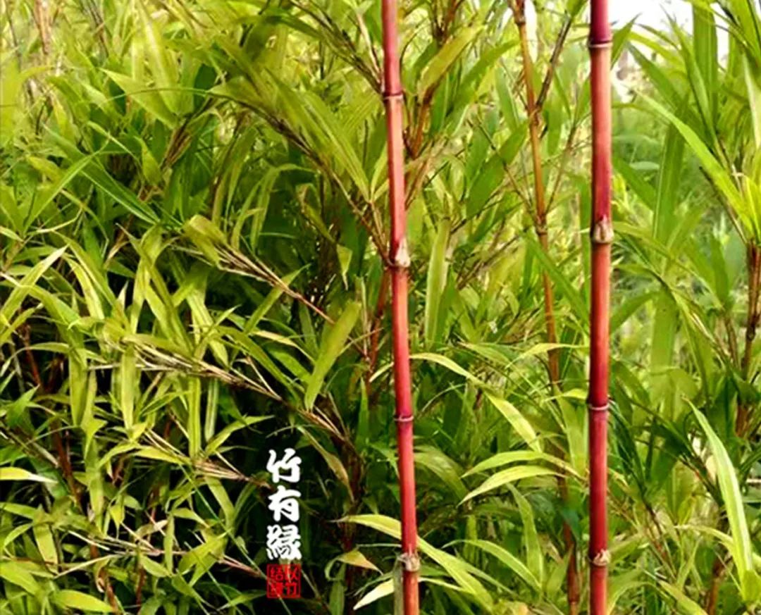 这红竹子美的——简直让人不敢相信是真的!