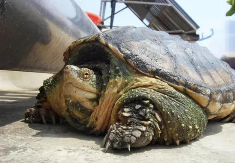 宠物拟鳄龟怎么样上手,家养宠物鳄龟有几种龟种