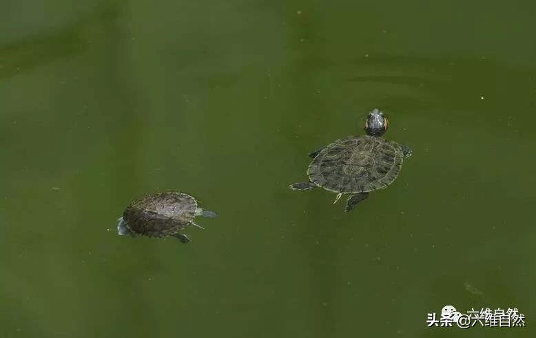 巴西龟和土龟混战,巴西龟成体欺负小乌龟吗