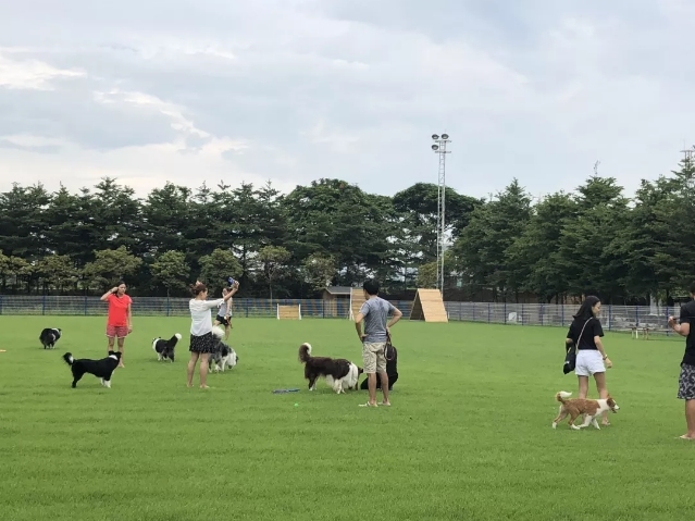 亚洲最大的宠物乐园在哪,9.9元宠物乐园