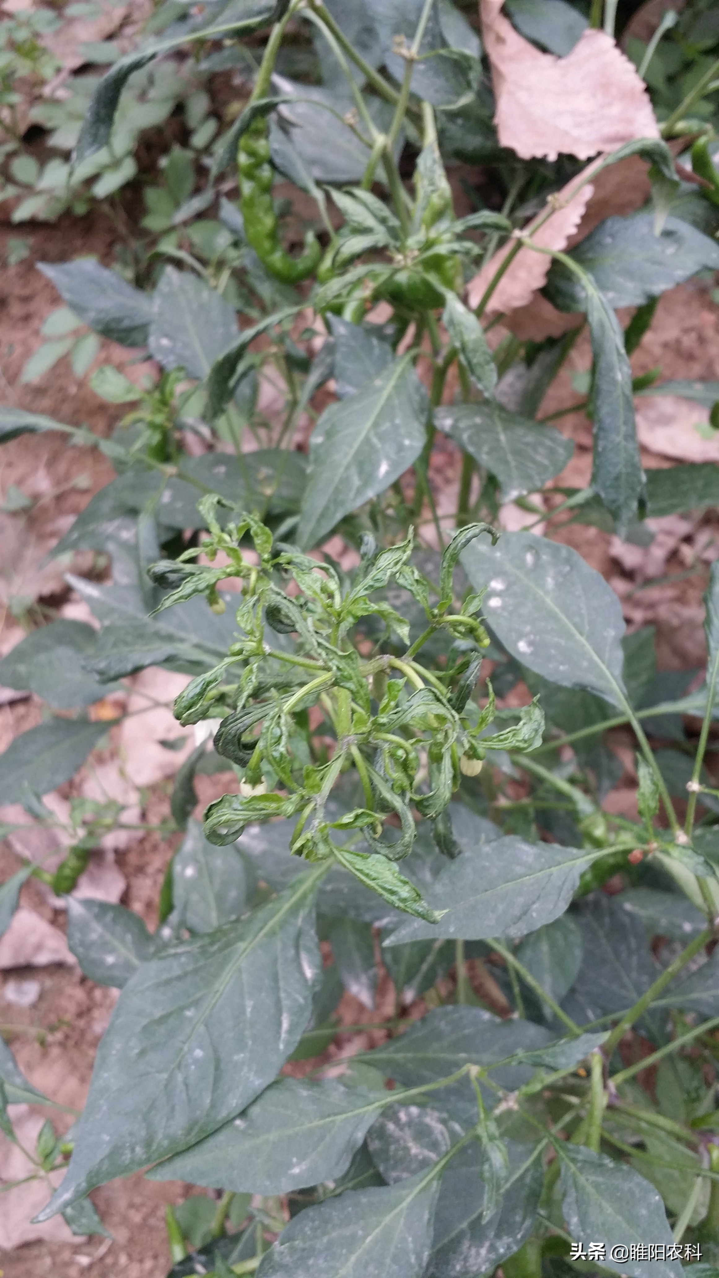 红蜘蛛专用配方,茶黄螨红蜘蛛专用药