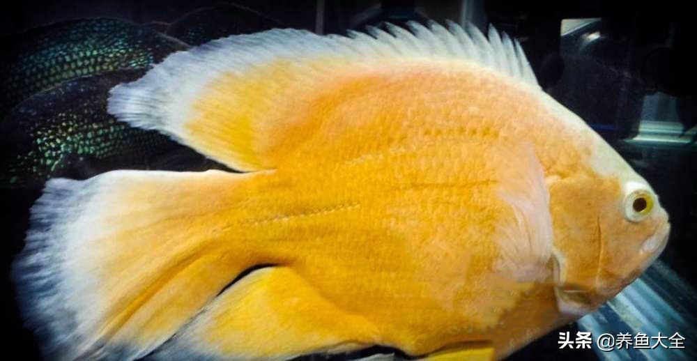 教你识鱼,地图鱼辨别