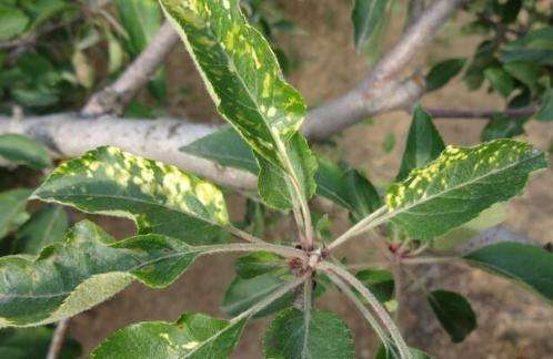 苹果树黄叶病,苹果树黄叶病怎么治疗