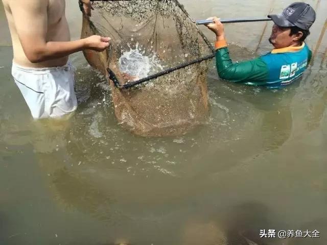 马来西亚养殖金龙鱼,养金龙鱼马来西亚