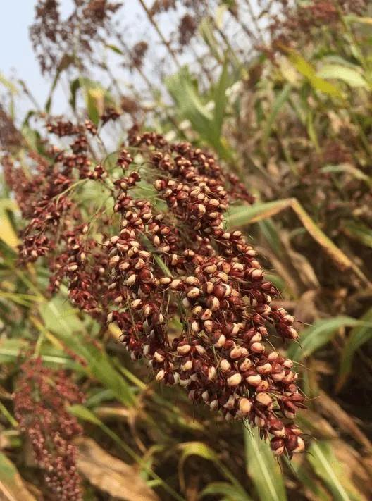 酱香型白酒品鉴心得体会,浅谈茅台镇酱香型白酒