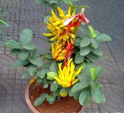 既能观果又能吃的盆栽,喜阴观果盆栽