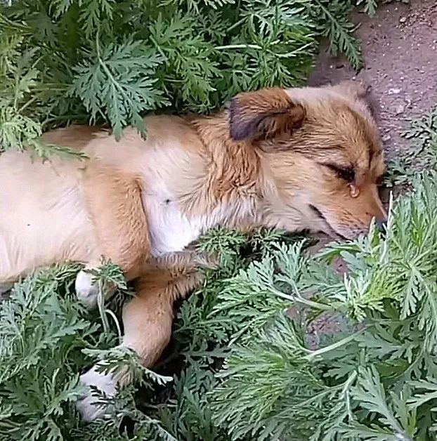 狗狗知道自己会死了会去哪,狗狗知道要死的图片