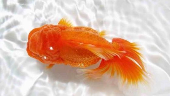 观赏鱼立鳞病传染吗,观赏鱼得了立鳞病好治愈吗