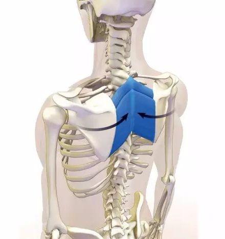 舒缓胸椎瑜伽体式,瑜伽体式胸椎是稳定还是灵活