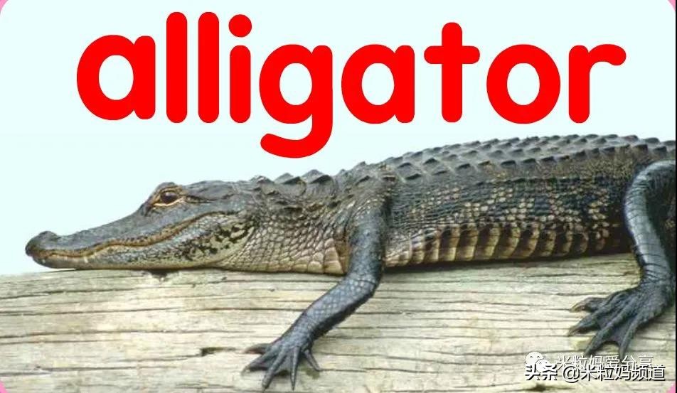 一些有意思的国外网站,有哪些有趣的国外网站