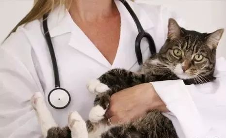 猫咪乱吃药怎么救,猫咪乱尿解决神器