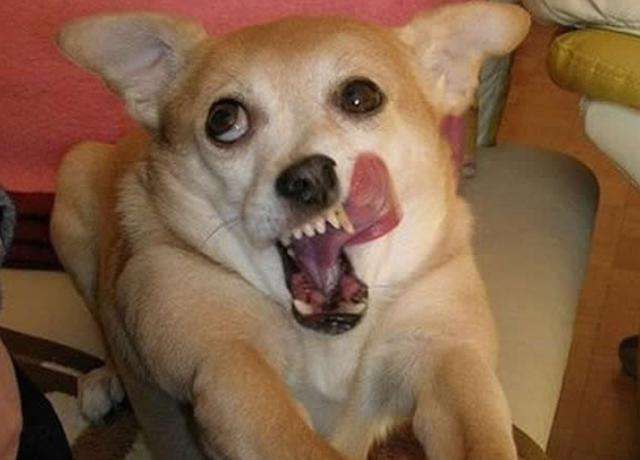 狗狗喜欢到处舔，不过舔这6个地方，可能是有话对你说