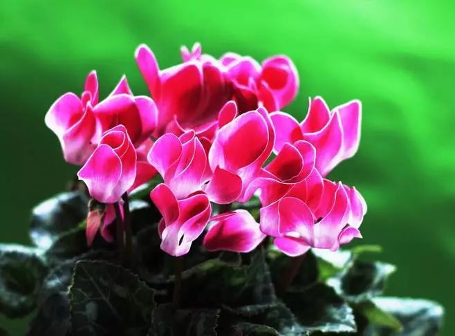 过年家里必摆的九道菜,过年家里摆的喜庆的物件