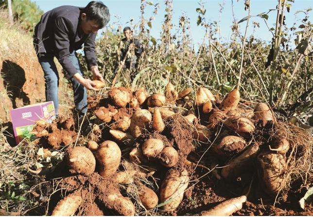 雪莲果怎么吃才有营养,雪莲果是升糖水果吗