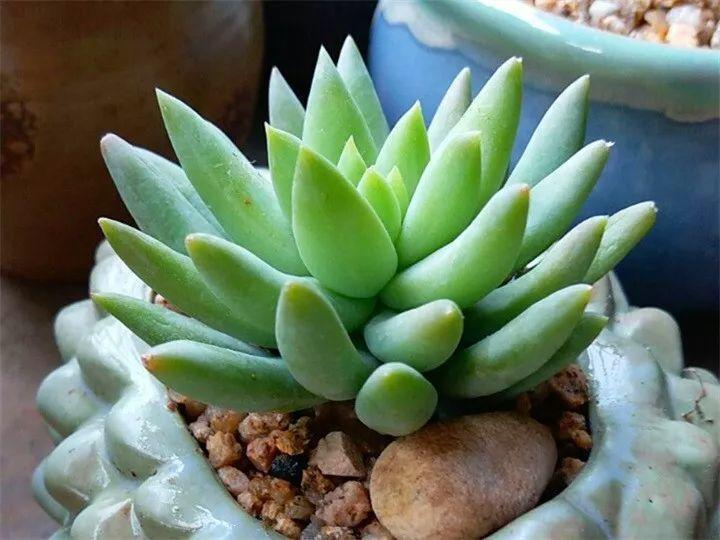 什么多肉夏天也可以继续生长,教你十大多肉养护技巧