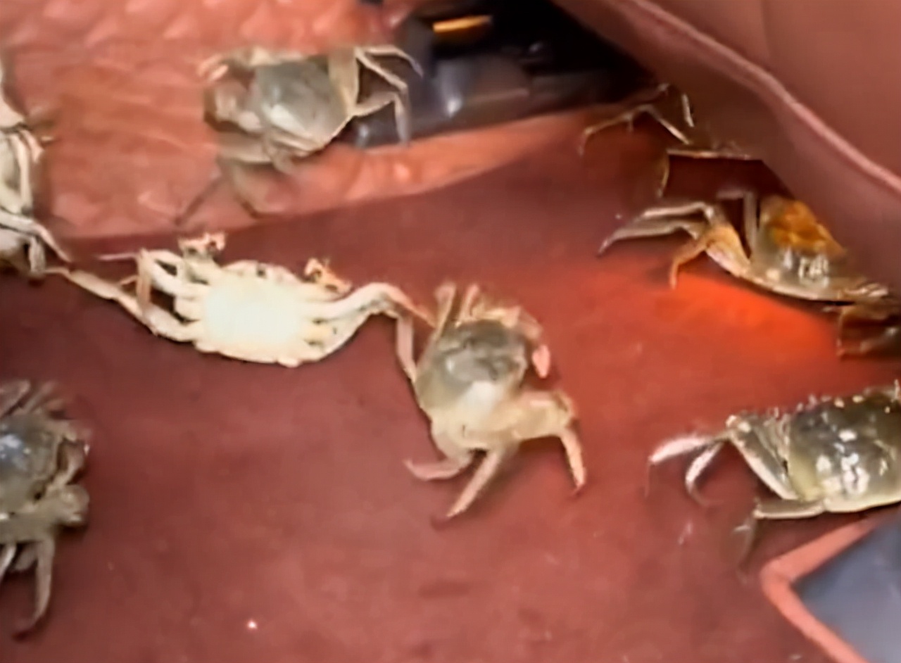 女子买的螃蟹四处逃窜原创,女子买螃蟹放盆里瞬间崩溃