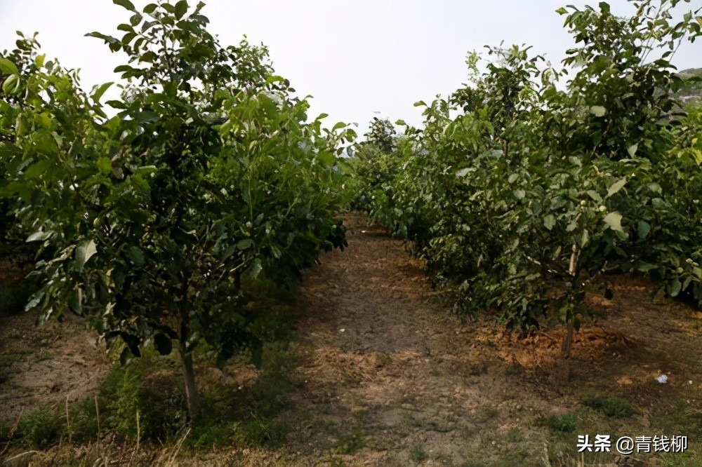陇县核桃种植现状,甘肃成县核桃种植基地