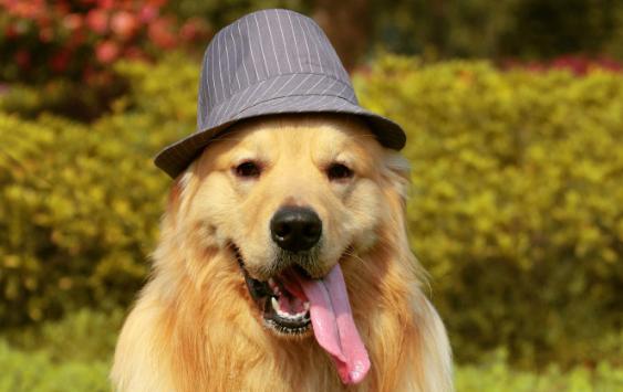 选金毛要选活泼的还是温顺的,选金毛怎么选